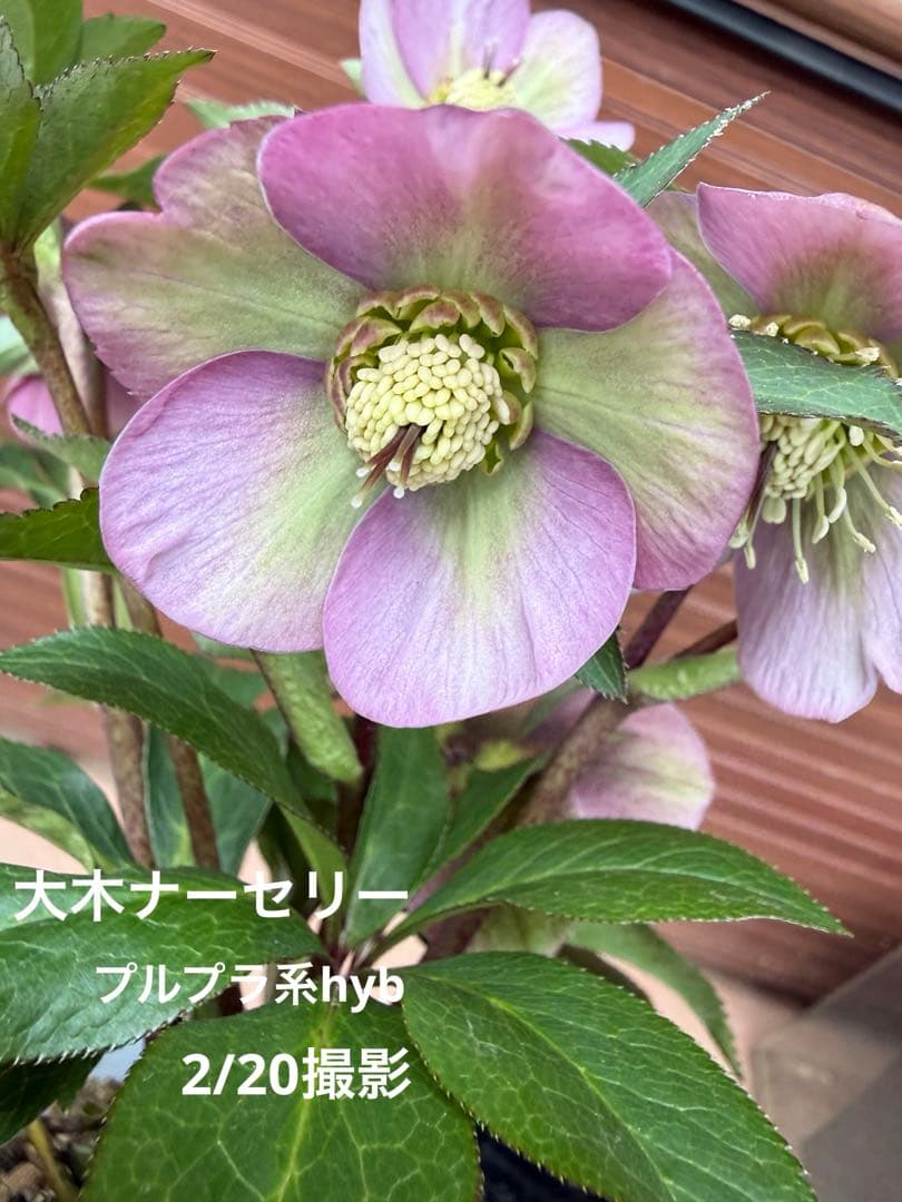 【未株分】大木ナーセリー プルプラ系hyb