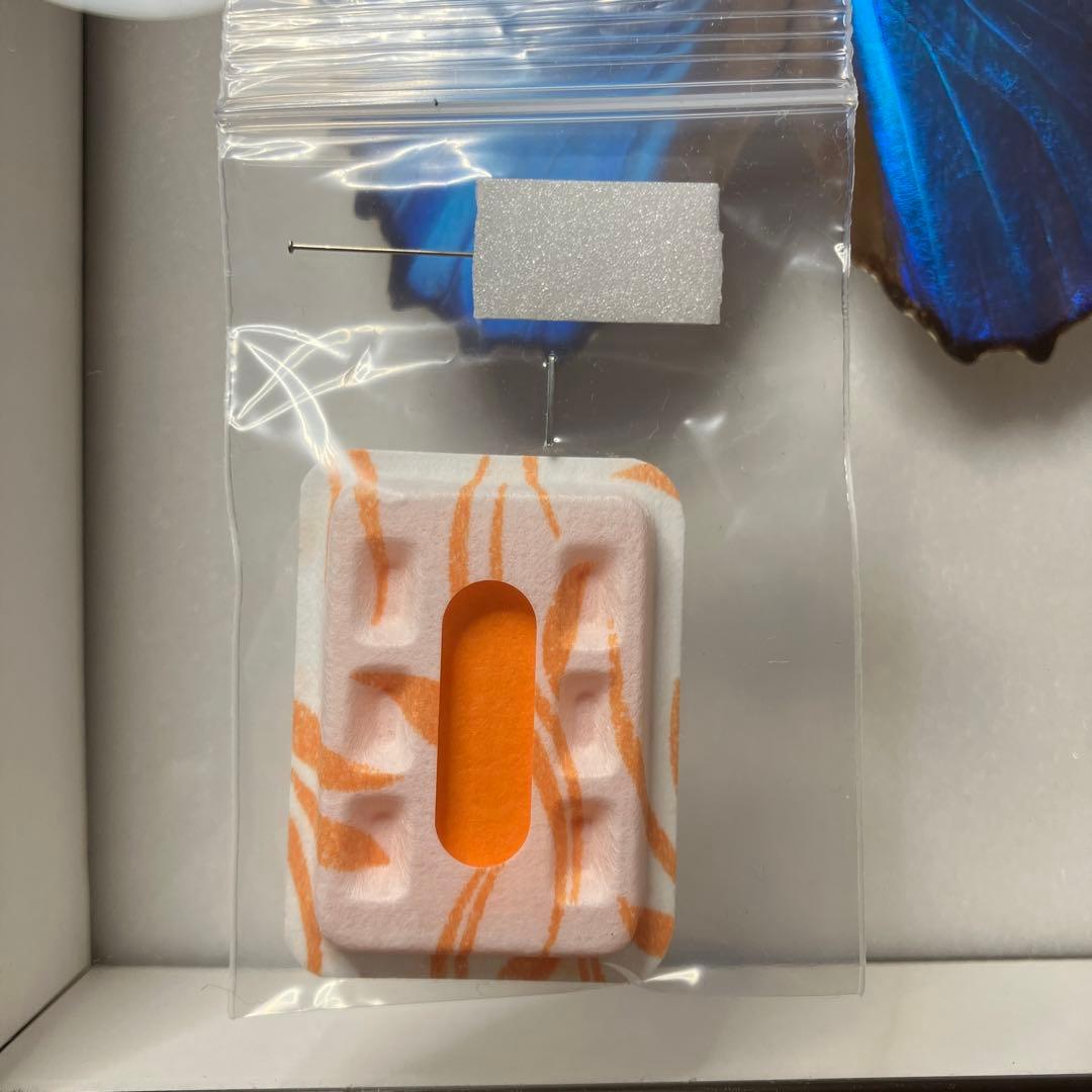 【昆虫標本】ディディウスモルフォ　シーラ箱入り