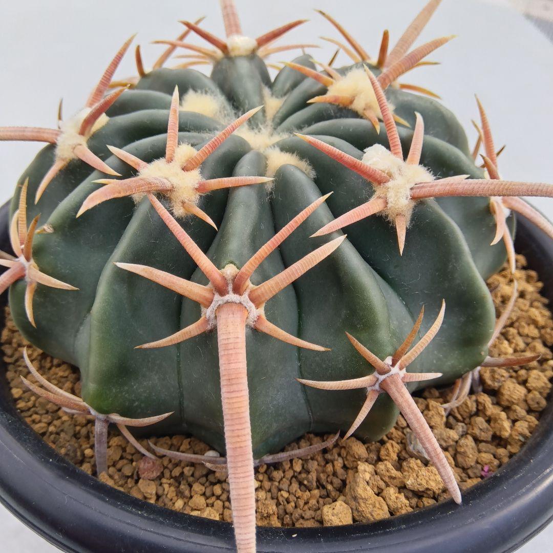 【美球大苗】綾波ホマロケファラ国内繁殖サボテン（太平丸花王丸雷帝翠平丸）