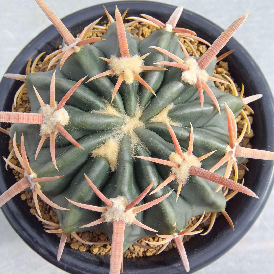 【美球大苗】綾波ホマロケファラ国内繁殖サボテン（太平丸花王丸雷帝翠平丸）