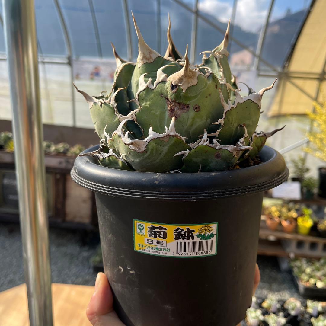 白鯨大株トップ長め5号鉢抜き苗発送