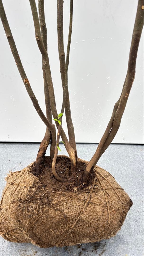 美しい樹形が魅力的 山採り ハイノキ 株立 665 樹高2.4m位 高級樹