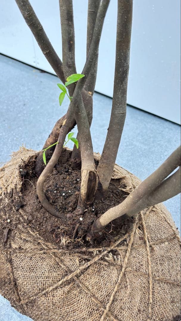 美しい樹形が魅力的 山採り ハイノキ 株立 665 樹高2.4m位 高級樹