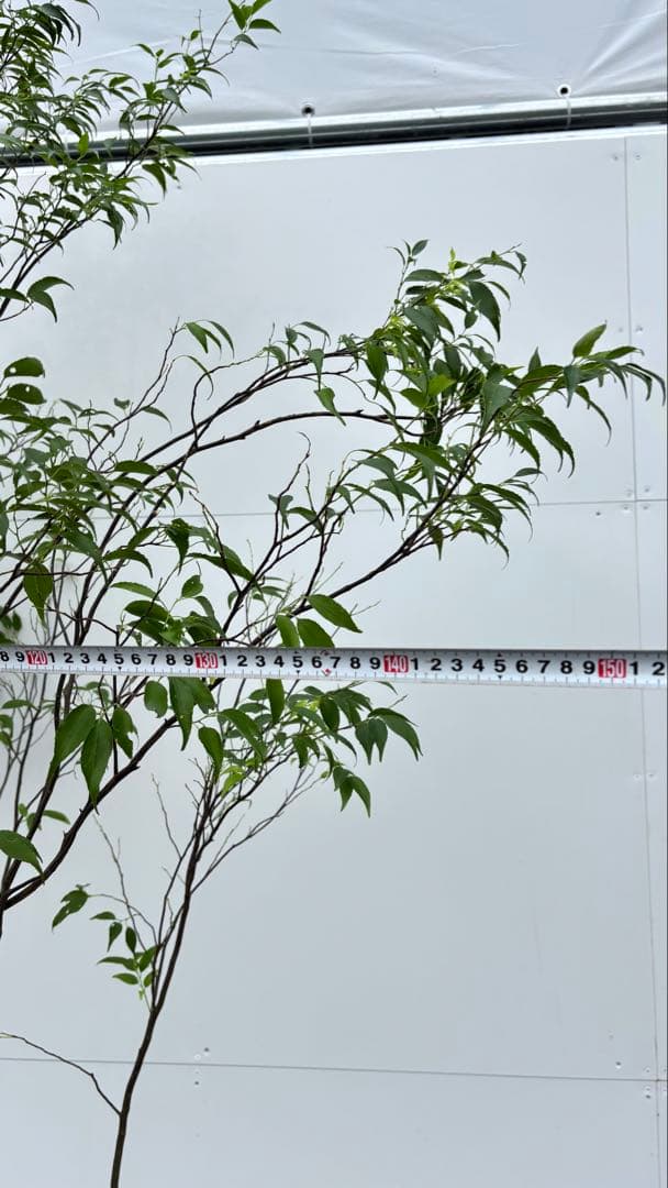 美しい樹形が魅力的 山採り ハイノキ 株立 665 樹高2.4m位 高級樹