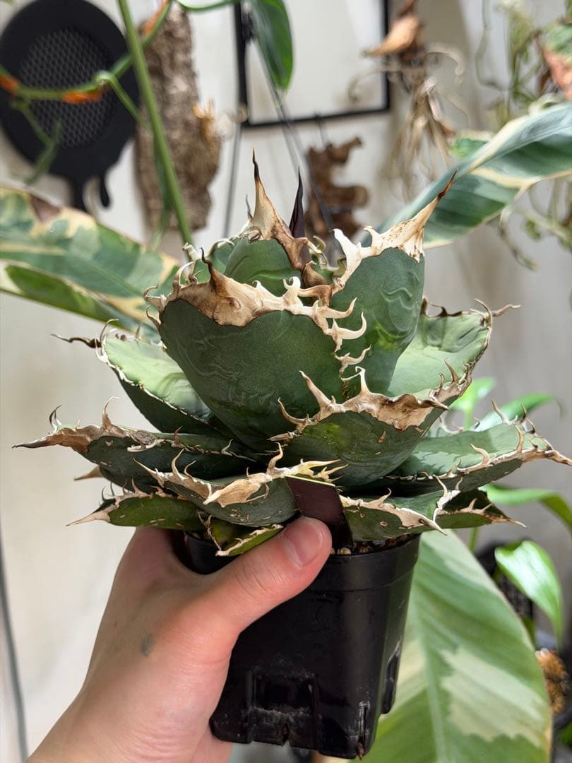 アガベ オアハカ オテロイ実生 選抜 コレクション株(悪魔，チタノタ