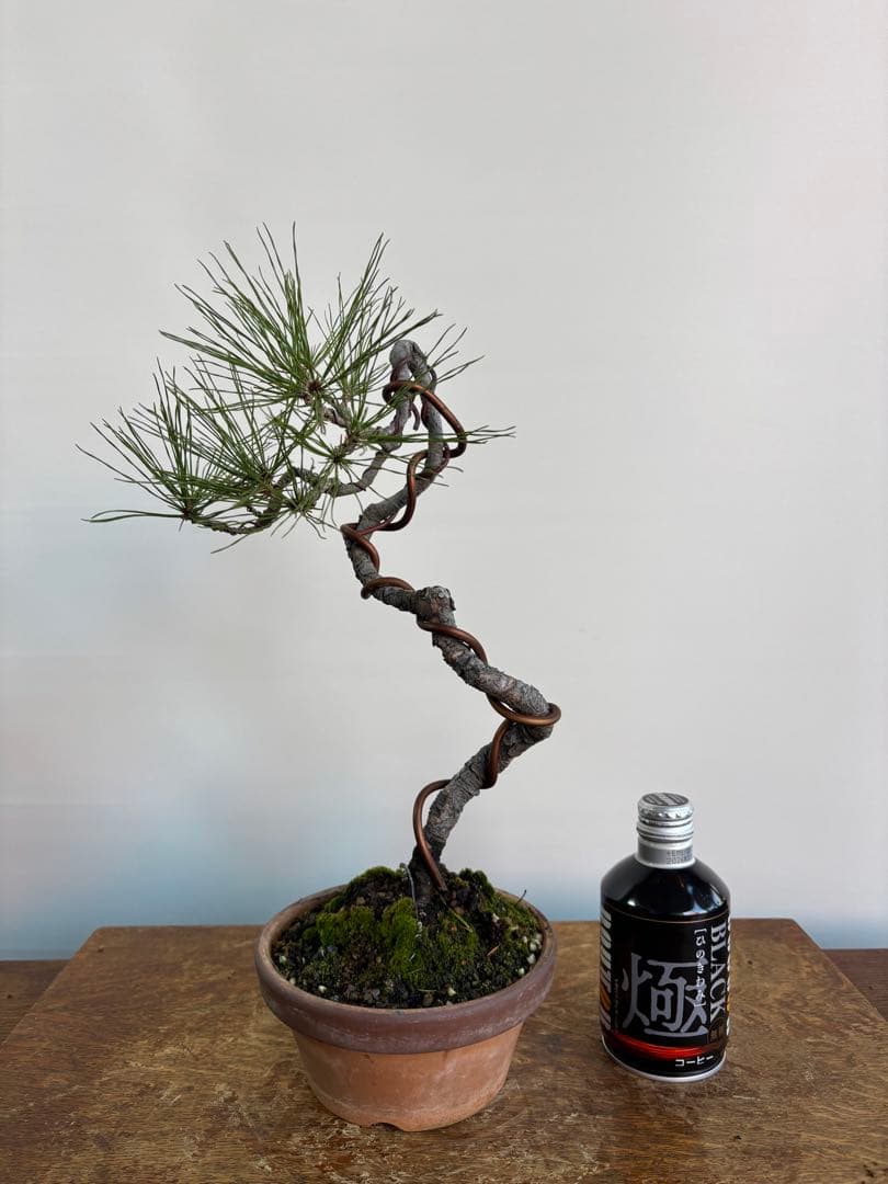 黒松　盆栽　文人