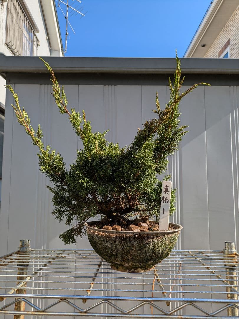 盆栽素材　真柏1　一本　成長中♥