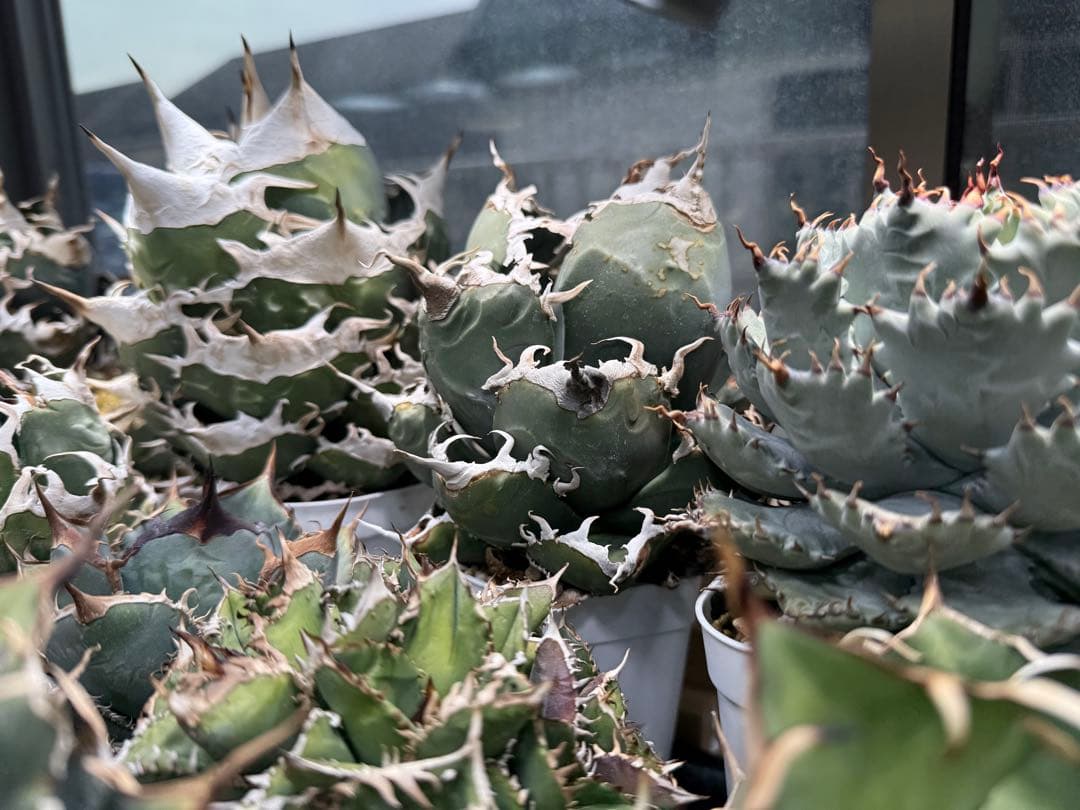 -Collection-イタリアオテロイ 検)ディアボロ悪魔君 スーパーチタノタ