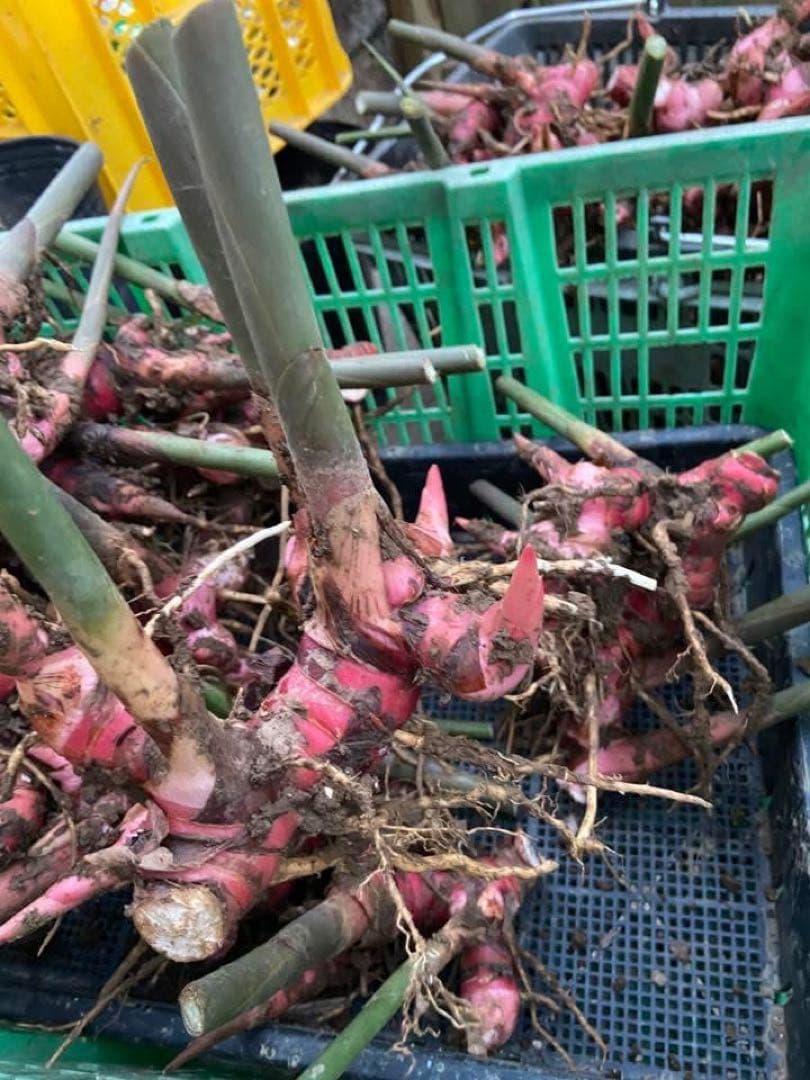 採れたてガランガル苗5kg約