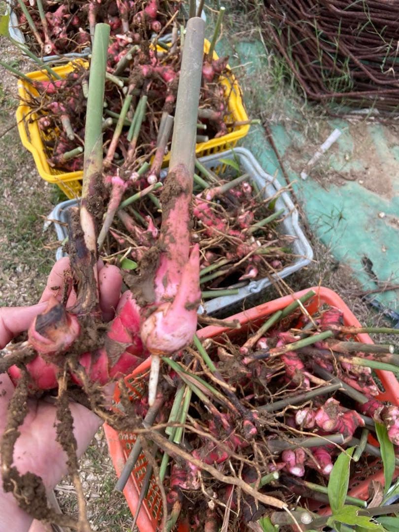 採れたてガランガル苗5kg約