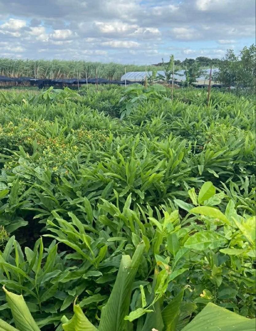 採れたてガランガル苗5kg約