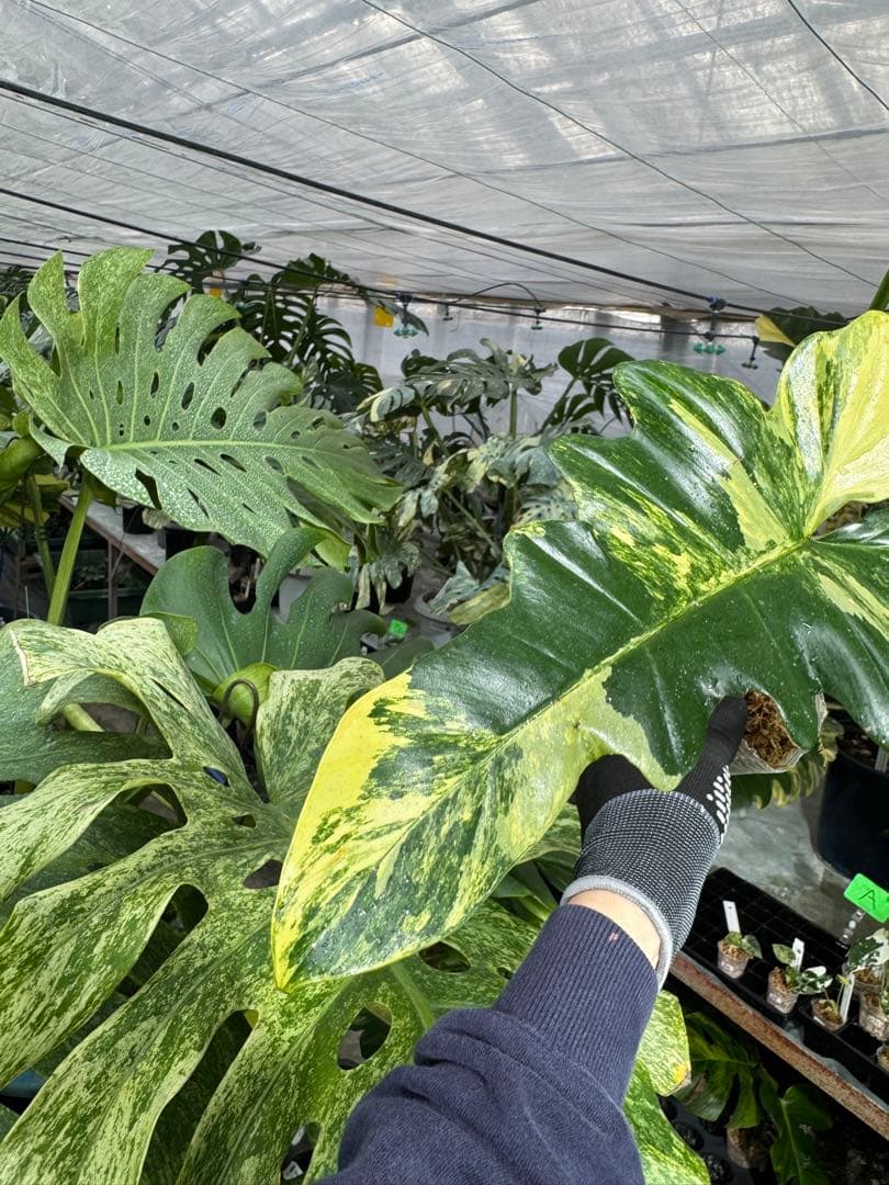 N5 フィロデンドロン　キティナ　健康カット苗