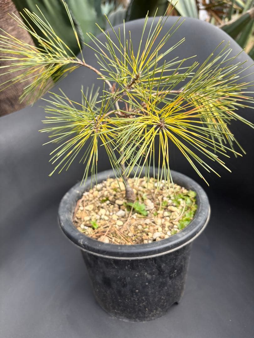 斑入り松ジャノメマツ◇錦ドライガーデン　アガベ ユッカ　ハビタット多肉サボテン