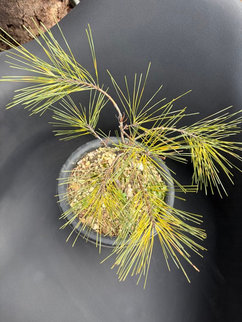 斑入り松ジャノメマツ◇錦ドライガーデン　アガベ ユッカ　ハビタット多肉サボテン