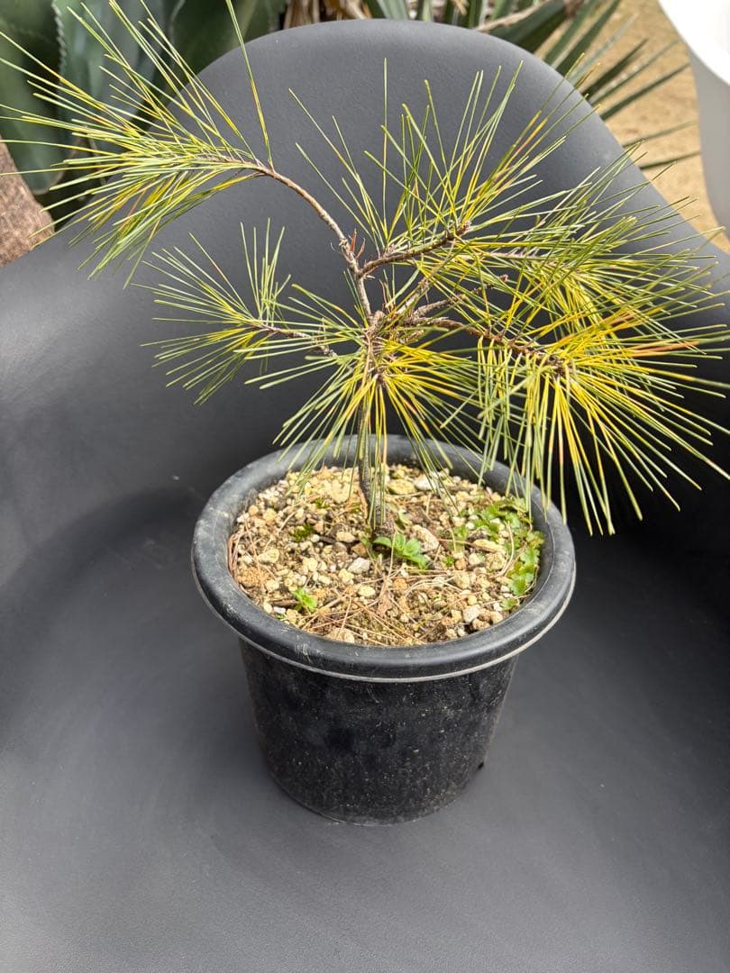 斑入り松ジャノメマツ◇錦ドライガーデン　アガベ ユッカ　ハビタット多肉サボテン