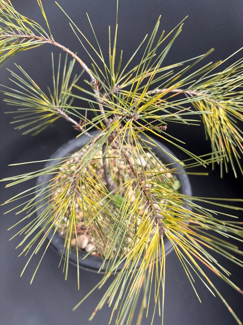 斑入り松ジャノメマツ◇錦ドライガーデン　アガベ ユッカ　ハビタット多肉サボテン