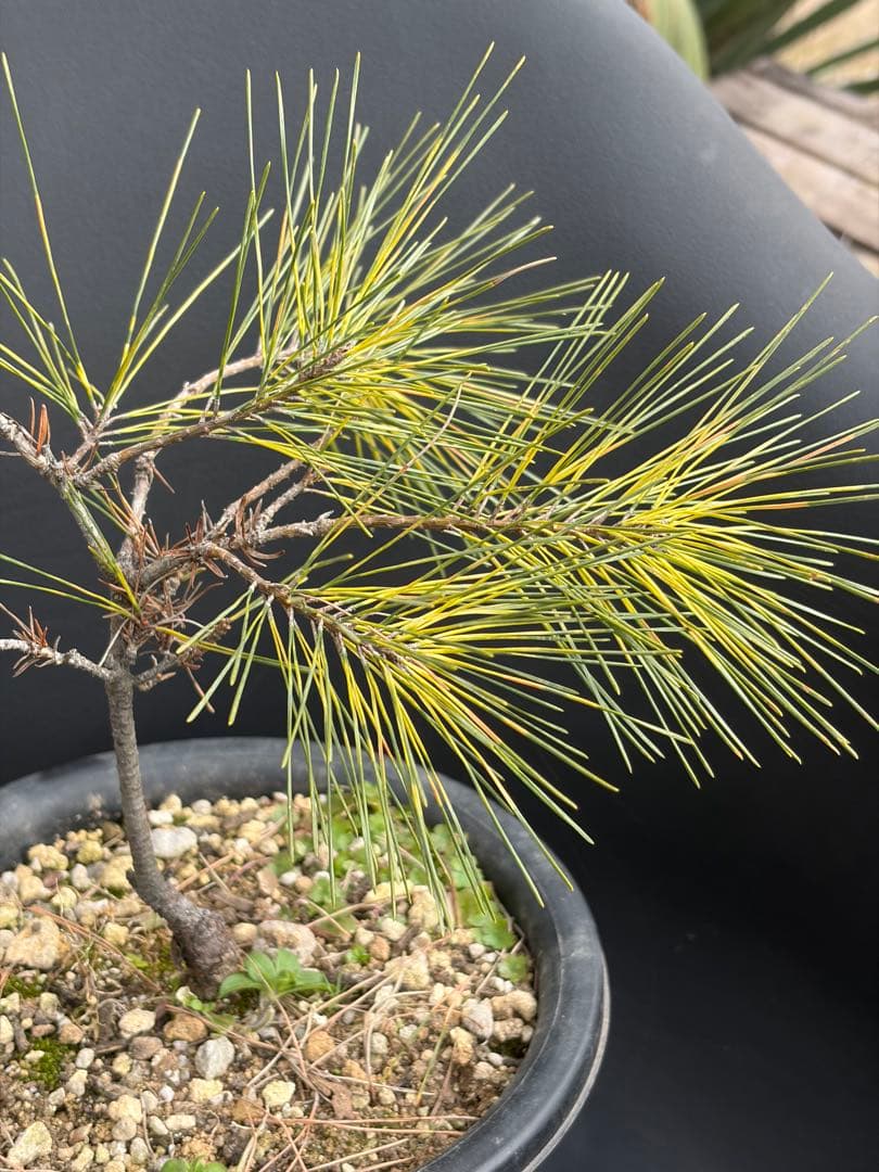 斑入り松ジャノメマツ◇錦ドライガーデン　アガベ ユッカ　ハビタット多肉サボテン