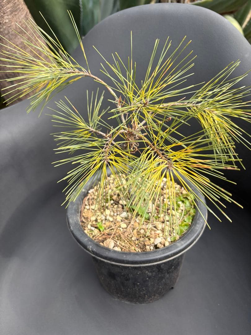 斑入り松ジャノメマツ◇錦ドライガーデン　アガベ ユッカ　ハビタット多肉サボテン