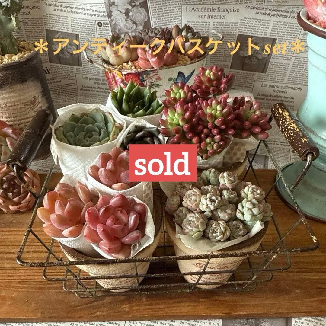 ★アンティークアイアンバスケットset★リメイク鉢多肉植物苗花ちまちま多肉弁当