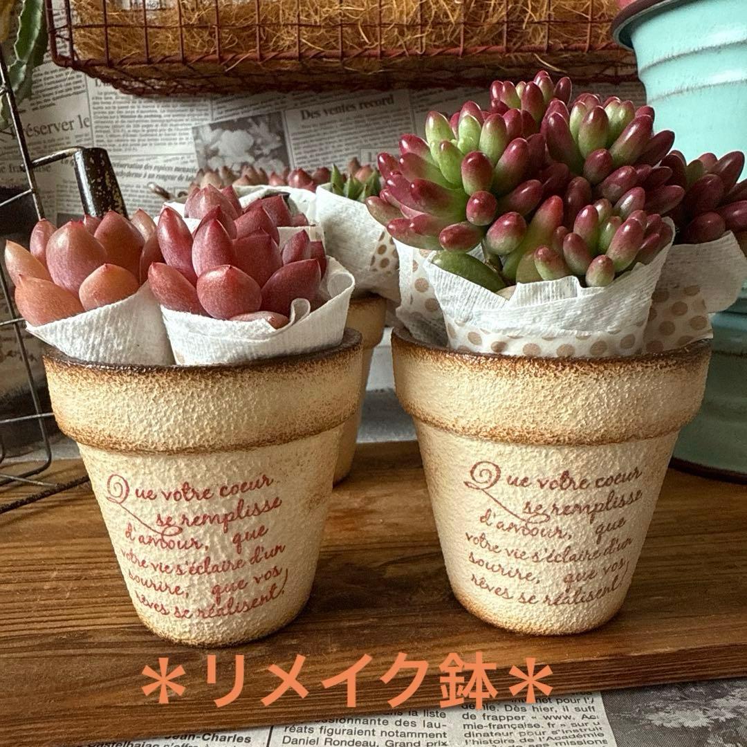 ★アンティークアイアンバスケットset★リメイク鉢多肉植物苗花ちまちま多肉弁当