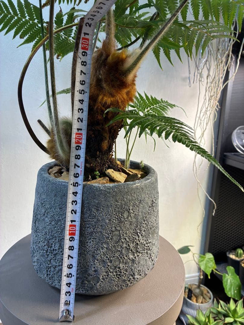 キンモウコウ タカワラビ ゴールデンモンキー コレクション株 観葉植物