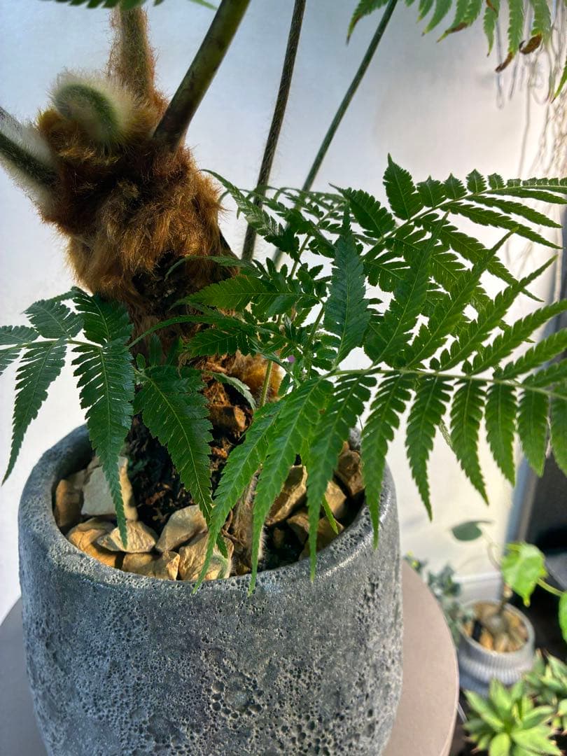 キンモウコウ タカワラビ ゴールデンモンキー コレクション株 観葉植物