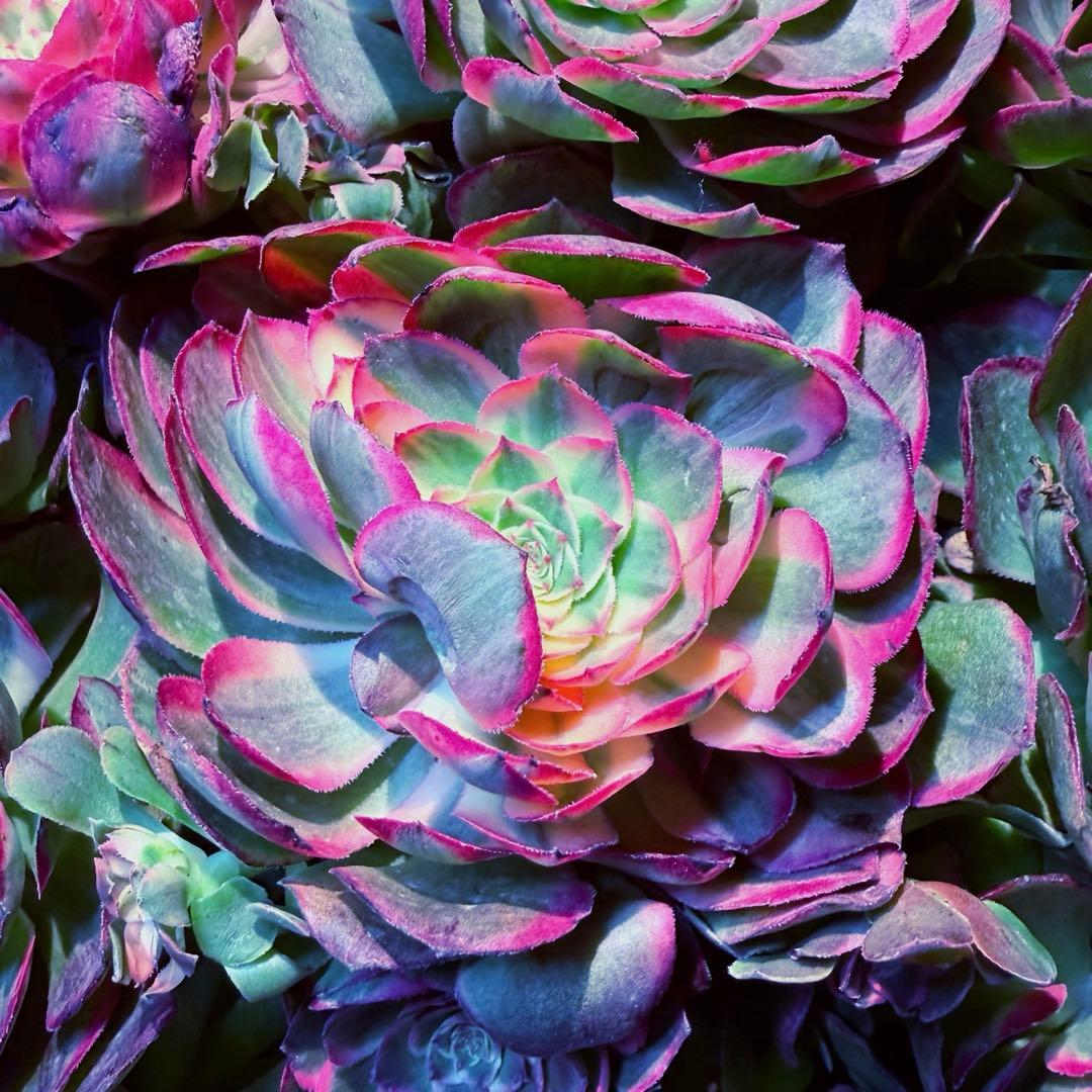 新入荷　超レア新品種　バイオレットシンフォニー(変異芽あり) (超大品)