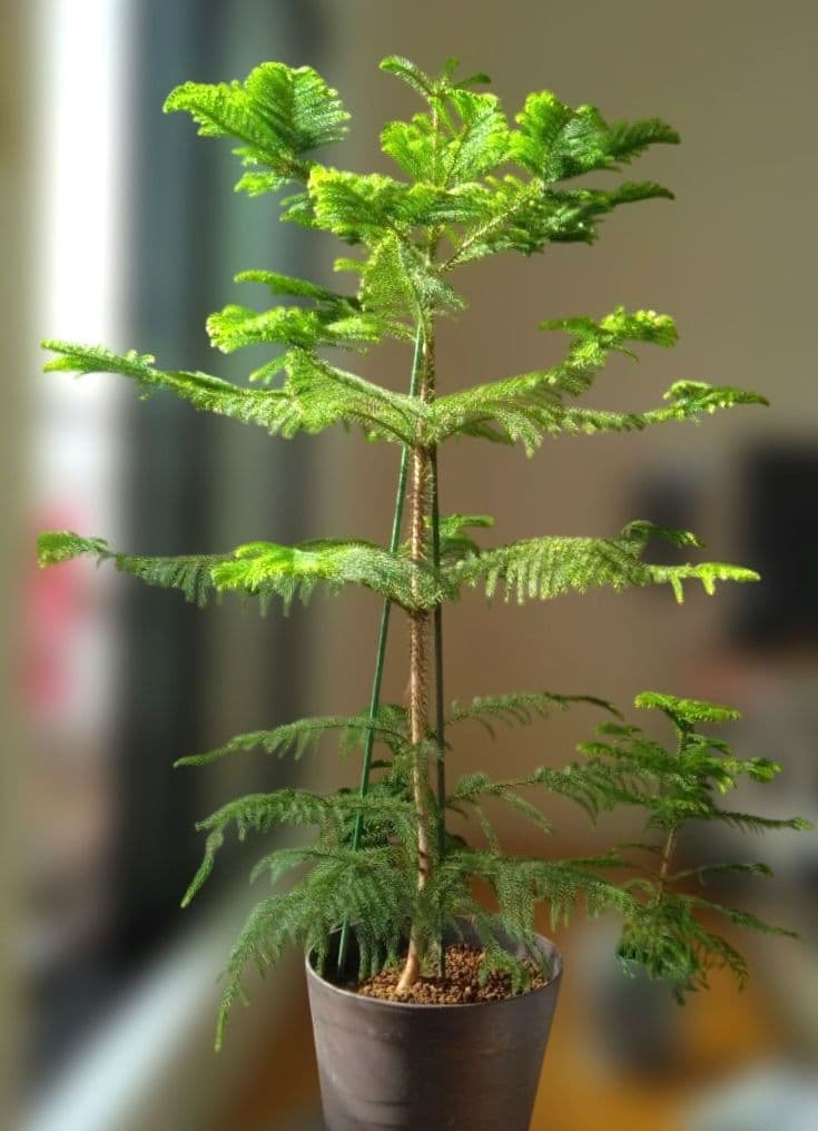 直接取引か着払　2株　アロカリア 苗木 南洋杉 大型180cm　日々成長中