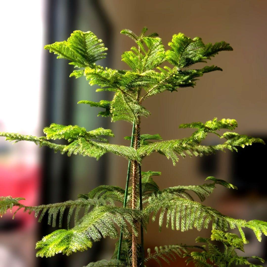 直接取引か着払　2株　アロカリア 苗木 南洋杉 大型180cm　日々成長中