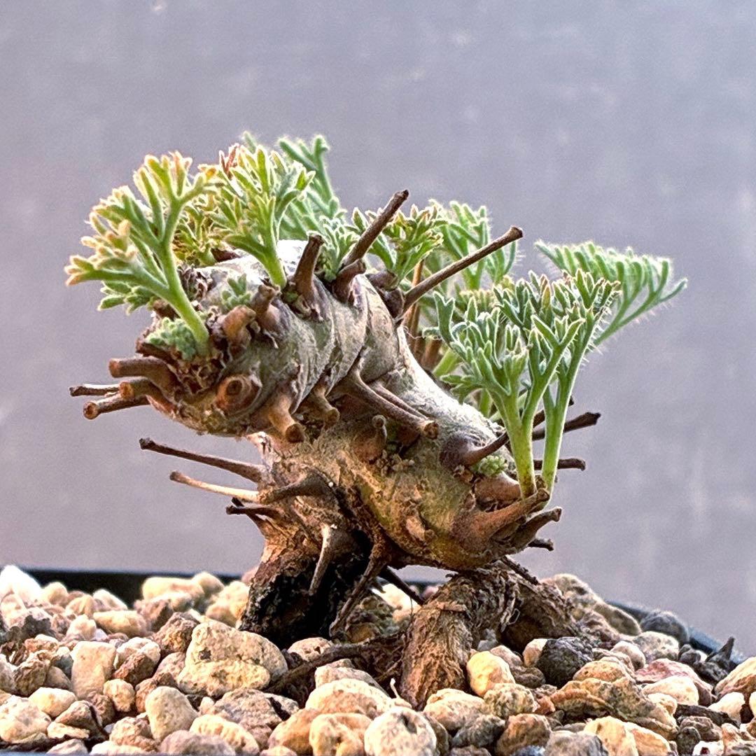 モンソニア　ムルチフィダ　実生　48