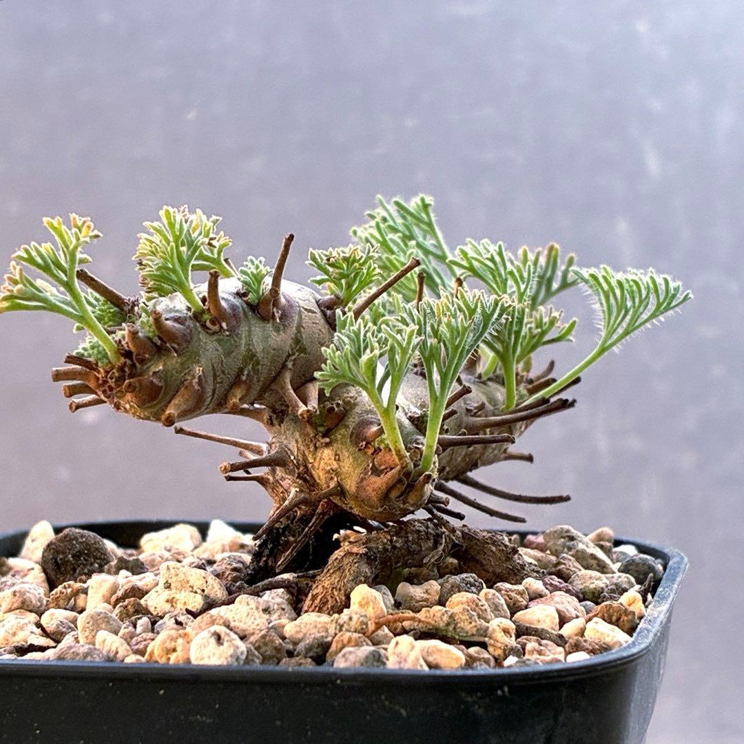 モンソニア　ムルチフィダ　実生　48