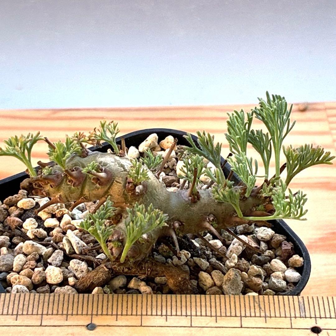 モンソニア　ムルチフィダ　実生　48