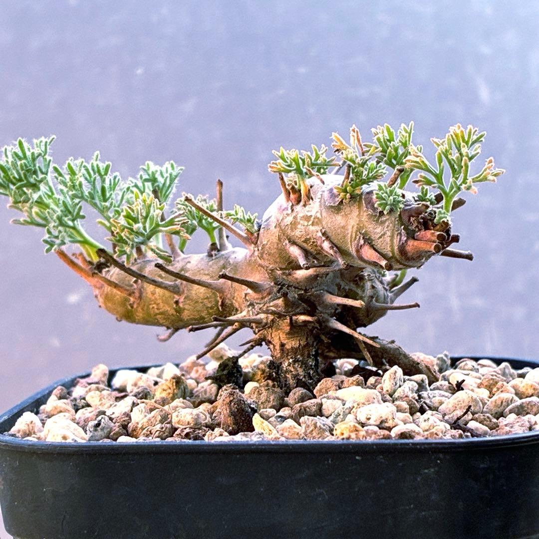 モンソニア　ムルチフィダ　実生　48