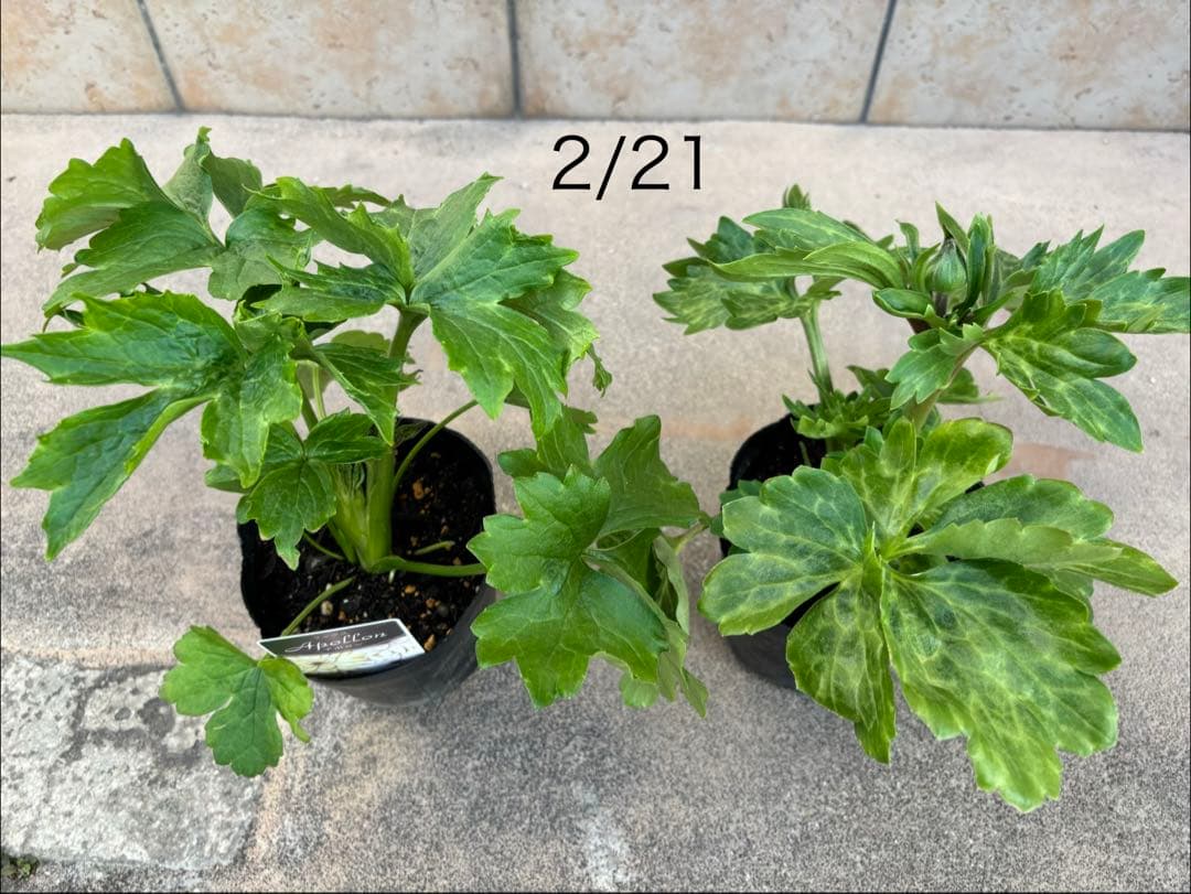 ラナンキュラスラックス苗　2品種　セット　新品種