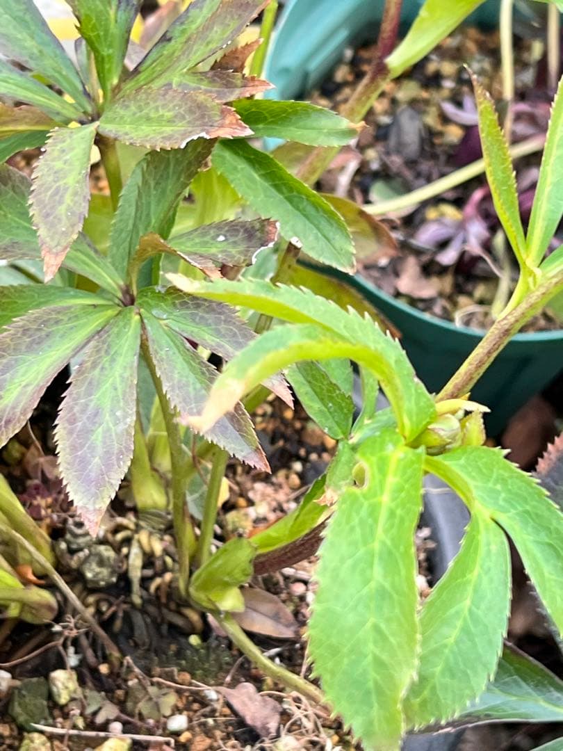 クリスマスローズ　超元気￼