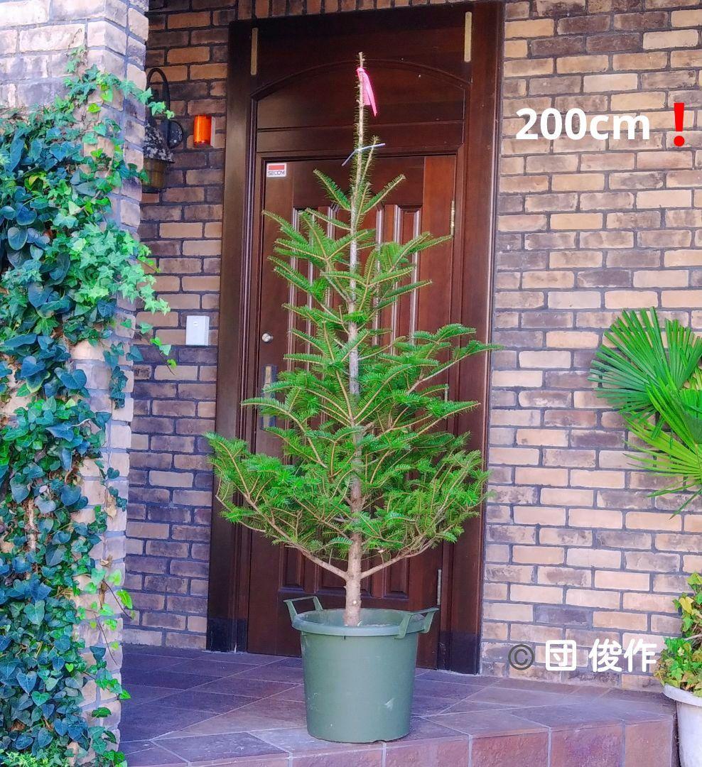モミの木 苗木 特大200cm❗13号❗綺麗な樹形 クリスマスツリー 鉢植済