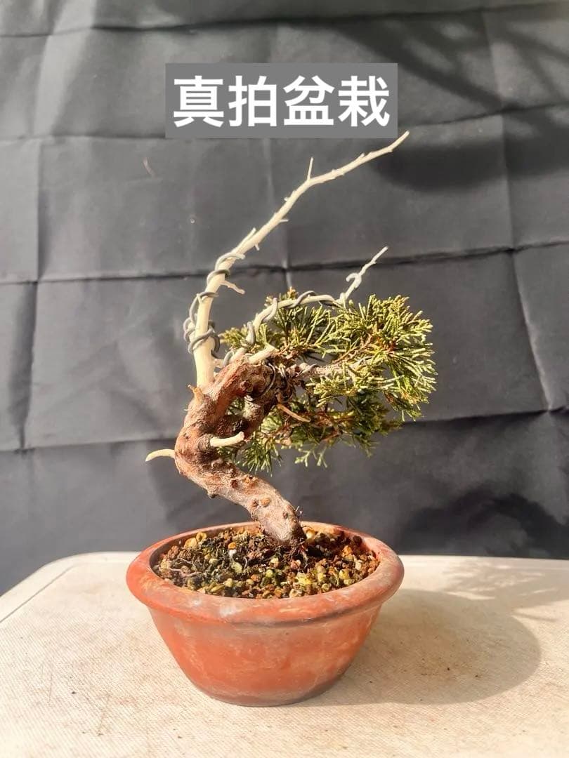 真拍盆栽 10%OFF‼️