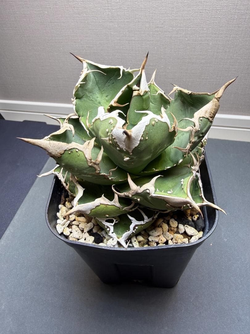 アガベ MS-NB 親株 検）/ぶつぶつ/ブツブツ/スタッズ/麻花龍/星空/蚩尤