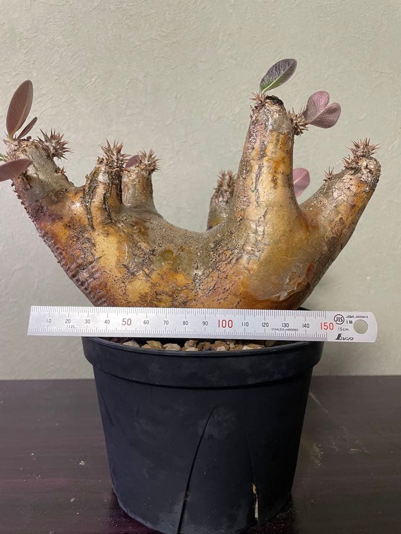 エニグマティクム　現地球　パキポディウム　塊根