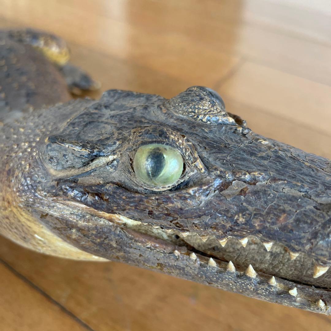 ワニ　置物