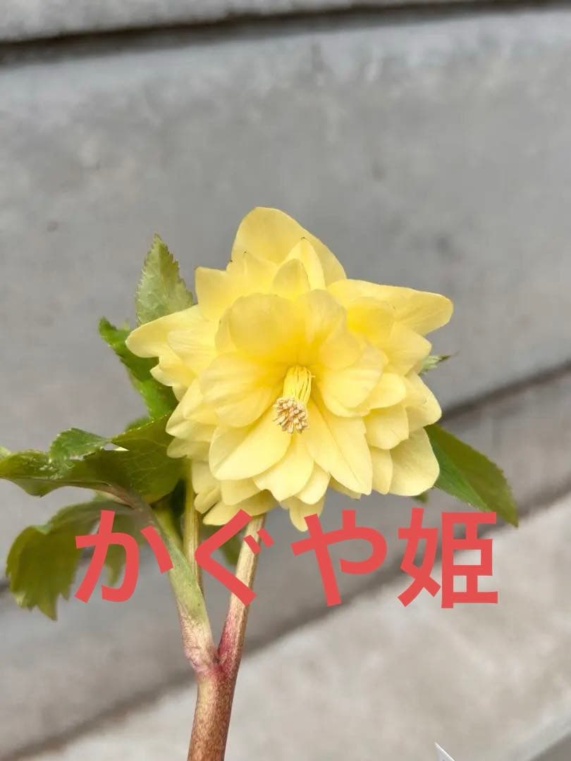 グロス系　認定かぐや姫　クリスマスローズ