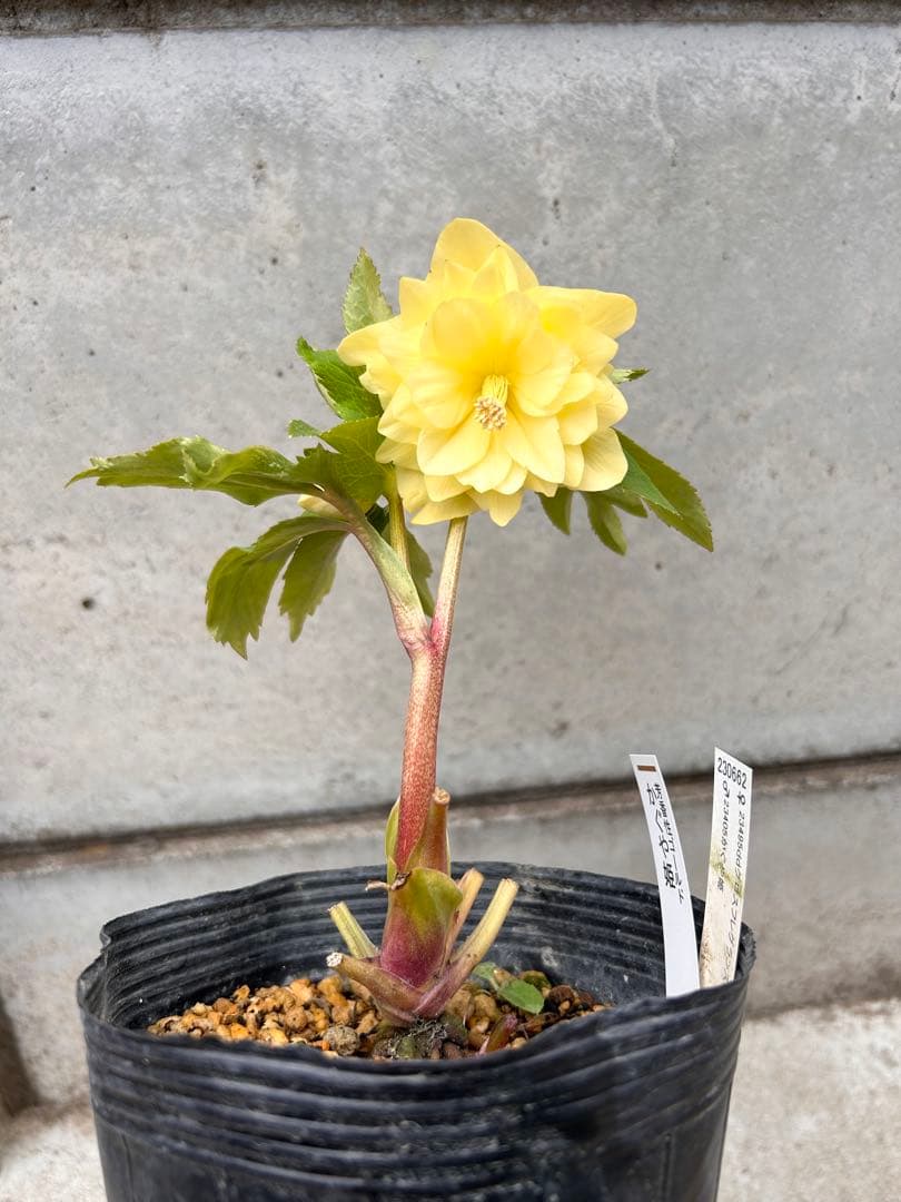 グロス系　認定かぐや姫　クリスマスローズ