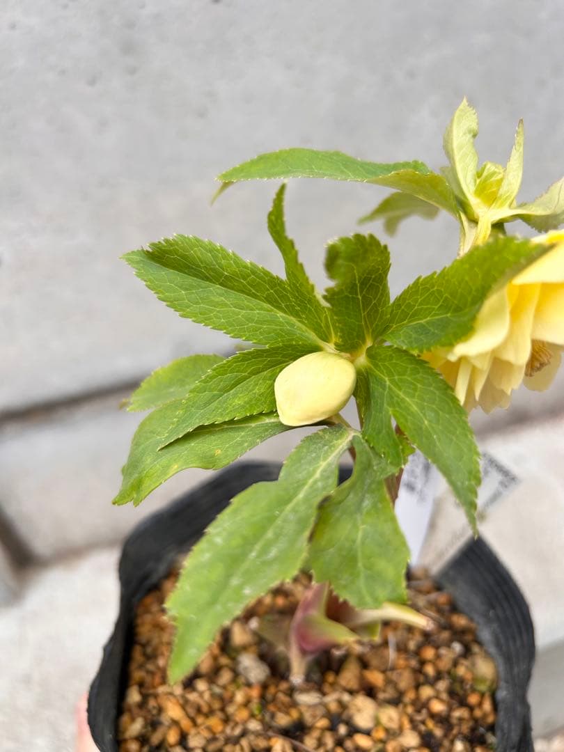 グロス系　認定かぐや姫　クリスマスローズ