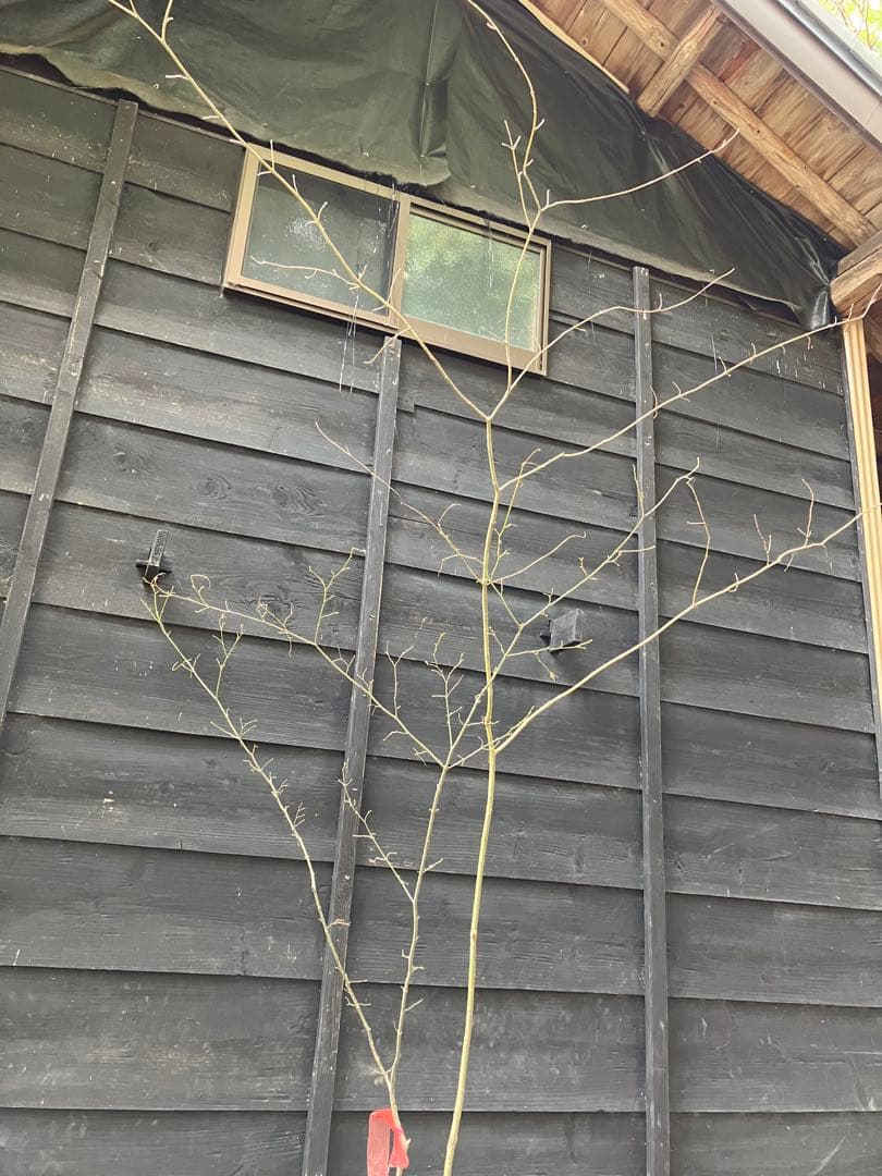 山採り　ウリカエデ　ヤマモミジ　混合株