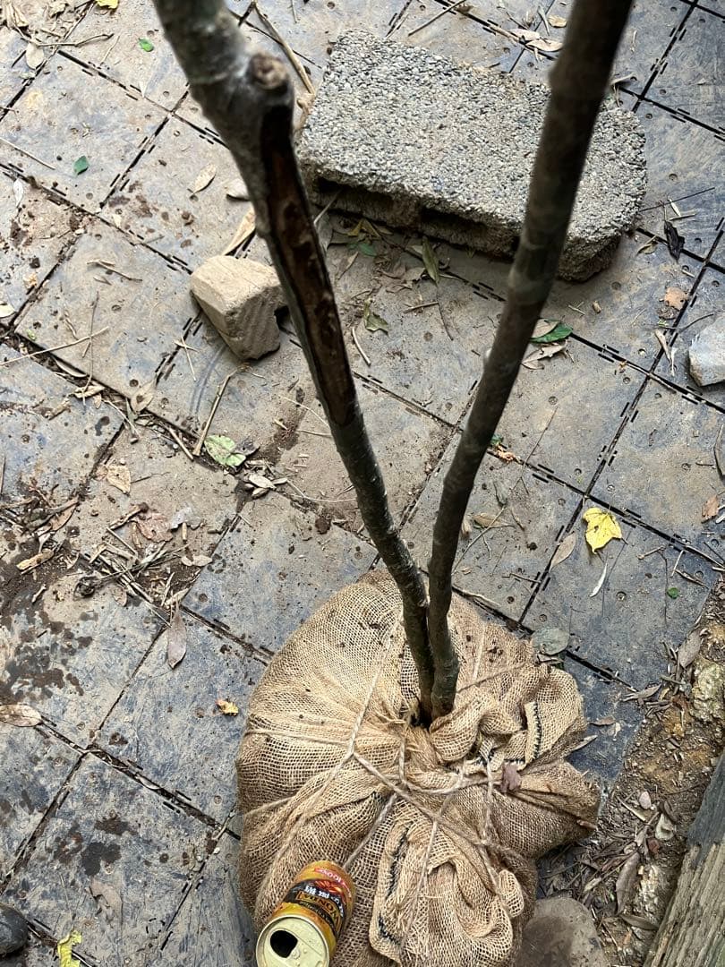 山採り　ウリカエデ　ヤマモミジ　混合株