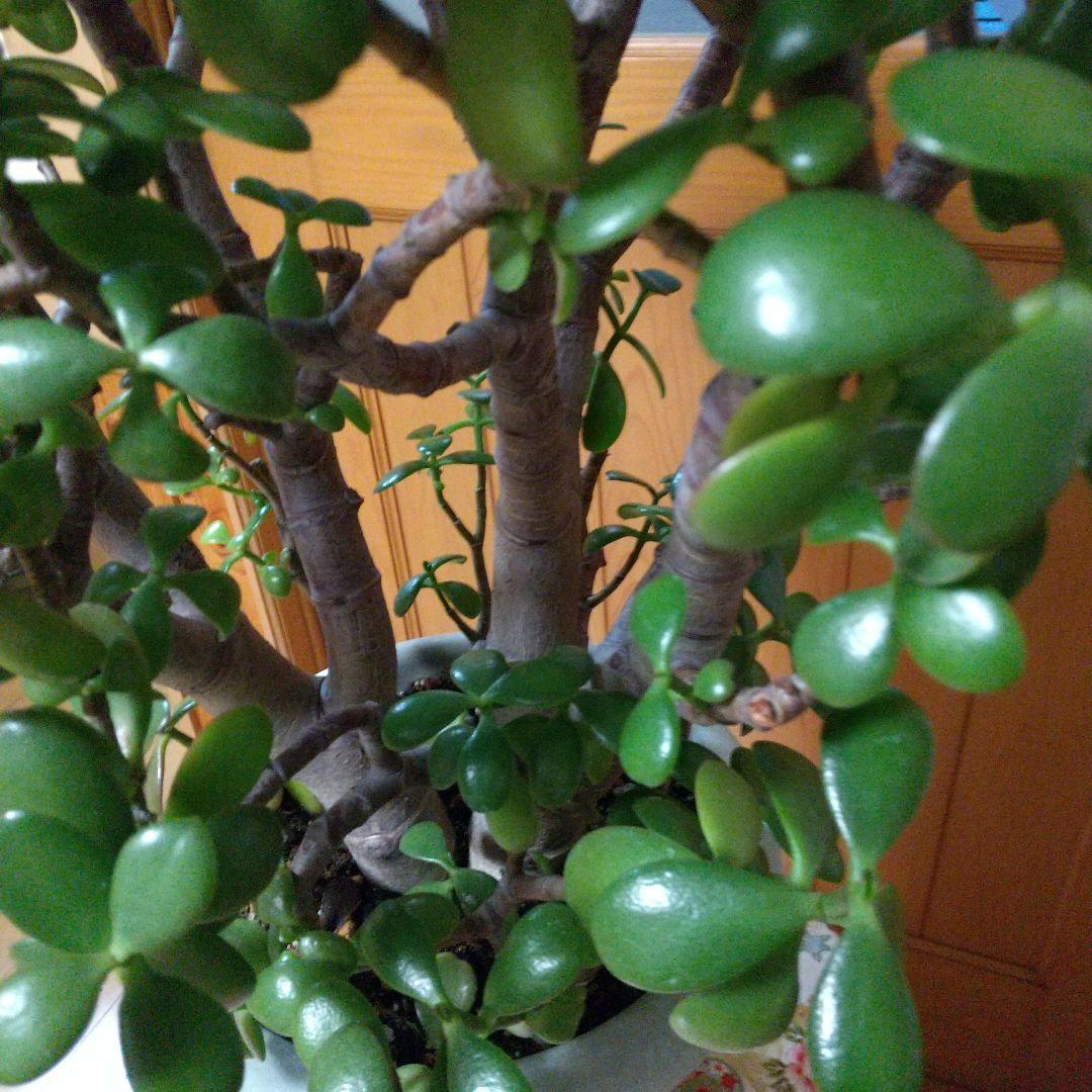 華花月(金運。縁起物✨)20年以上生育