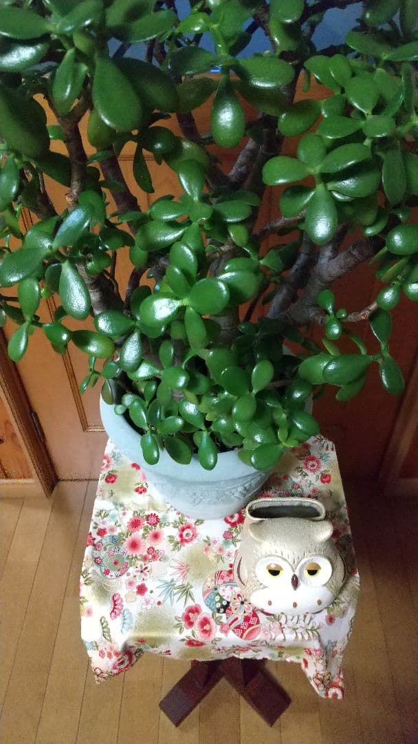 華花月(金運。縁起物✨)20年以上生育