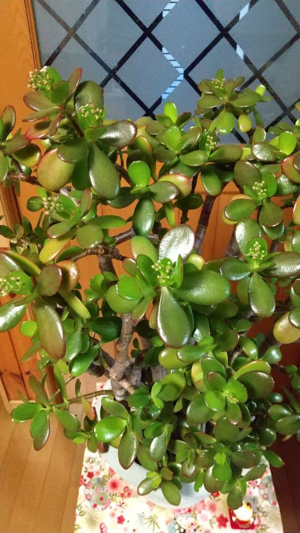 華花月(金運。縁起物✨)20年以上生育