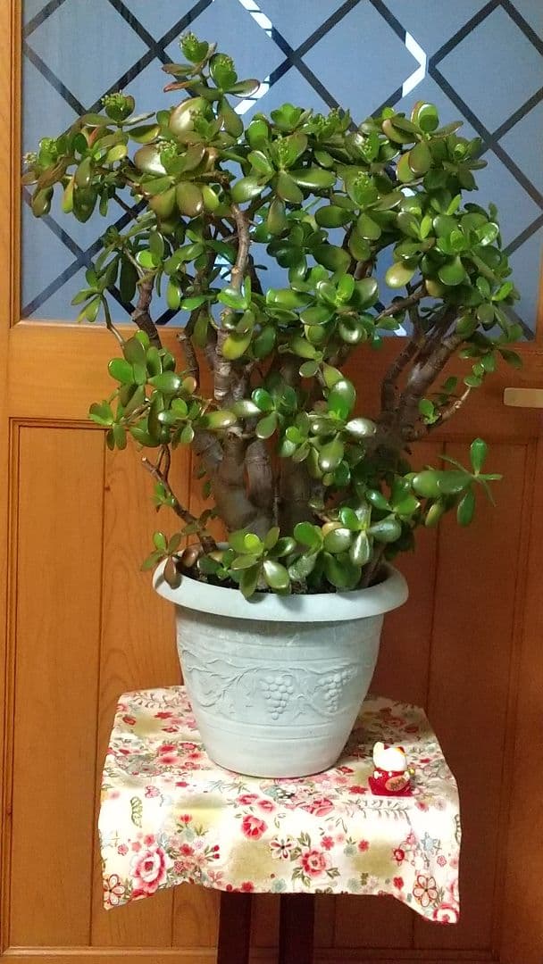 華花月(金運。縁起物✨)20年以上生育