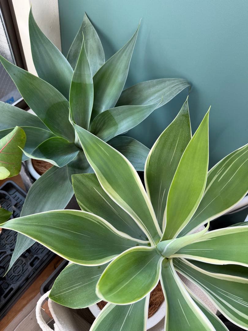 アガベ・アテナータ・レイオブライト / 大株 白覆輪 希少 レア